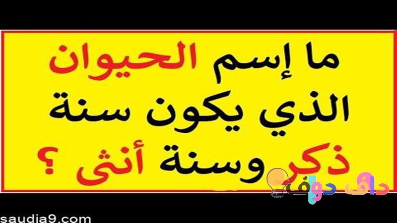 لغز ذكاء تجربة فريدة لتحفيز العقل وتنمية المهارات